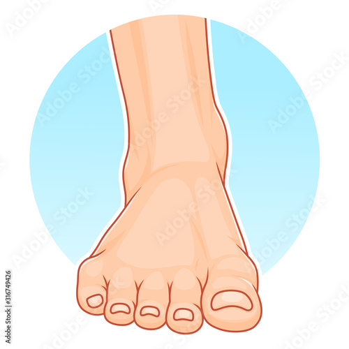 Foot front view illustration