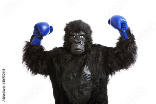 Canvas Print Young man in gorilla costume wearing boxing gloves against white background