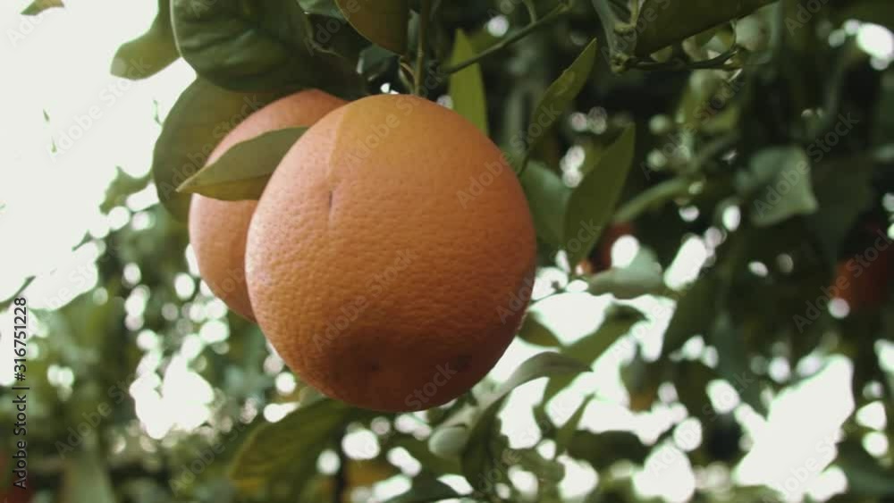 Close up shot of oranges hanging off a branch at orange grove farm Close up shot of oranges hanging off a branch at orange grove farm