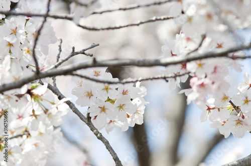 Scientific name is Cerasus   yedoensis  Matsum.  Masam.   Suzuki    Somei-yoshino. 