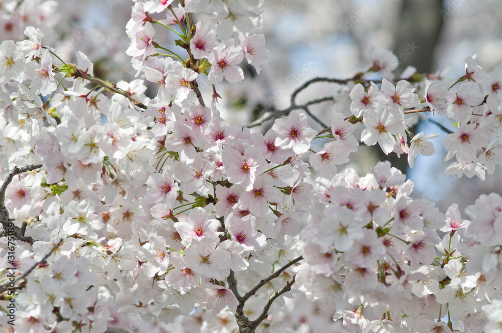 Scientific name is Cerasus ×yedoensis (Matsum.) Masam. & Suzuki ‘Somei-yoshino. Scientific name is Cerasus ×yedoensis (Matsum.) Masam. & Suzuki ‘Somei-yoshino.