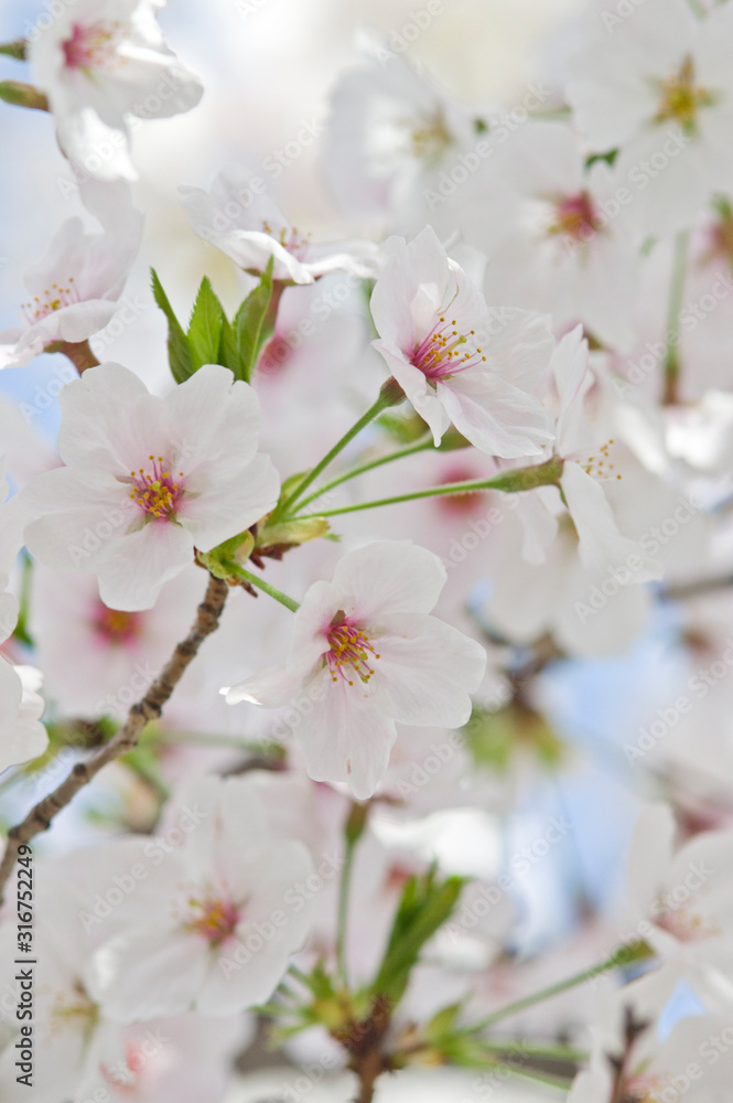 Scientific name is Cerasus ×yedoensis (Matsum.) Masam. & Suzuki ‘Somei-yoshino. Scientific name is Cerasus ×yedoensis (Matsum.) Masam. & Suzuki ‘Somei-yoshino.