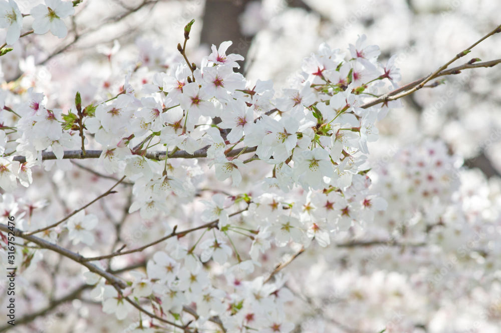 Scientific name is Cerasus ×yedoensis (Matsum.) Masam. & Suzuki ‘Somei-yoshino. Scientific name is Cerasus ×yedoensis (Matsum.) Masam. & Suzuki ‘Somei-yoshino.