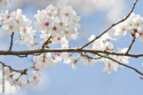 Scientific name is Cerasus ×yedoensis (Matsum.) Masam. & Suzuki ‘Somei-yoshino. 