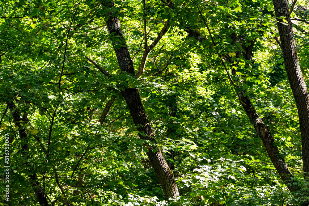 Fototapeta premium Green vegetation in the warm season, summer and spring time of year. The period of a large number of leaves on trees and bushes. Deciduous natural background with branches and trunks.