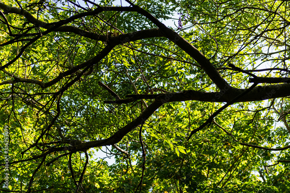 Green vegetation in the warm season, summer and spring time of year. The period of a large number of leaves on trees and bushes. Deciduous natural background with branches and trunks. Green vegetation in the warm season, summer and spring time of year. The period of a large number of leaves on trees and bushes. Deciduous natural background with branches and trunks.