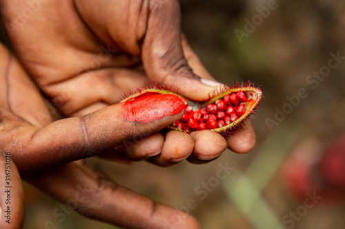 Close-up on open achiote fruit photo