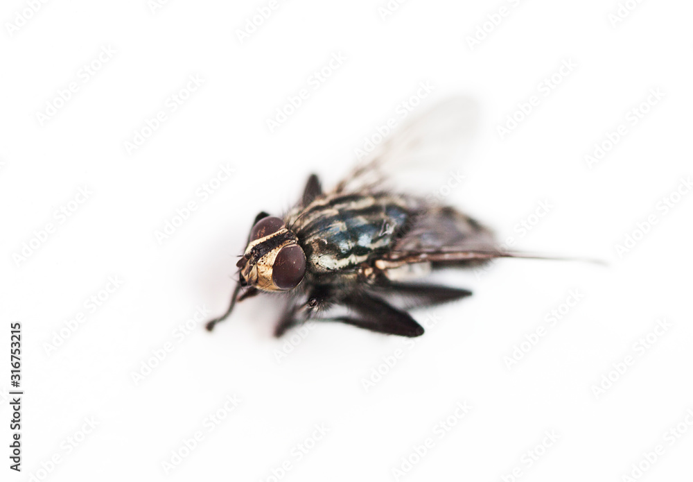 Housefly against white background Housefly against white background
