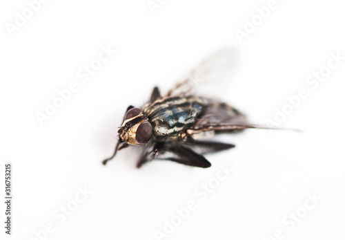 Housefly against white background © moodboard