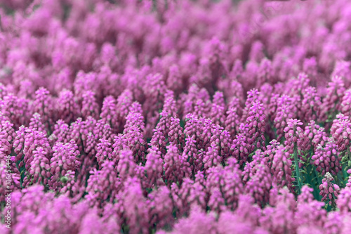 Pink bell-shaped flowers  muscari  hyacinth family. 