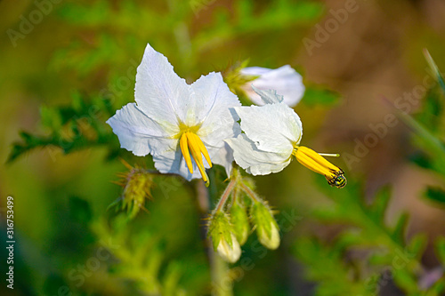 Flor Blanca y Amarilla - Corrientes - Argentina