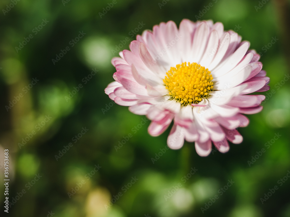 Obraz premium Early, bright, spring flowers on a background of green grass 