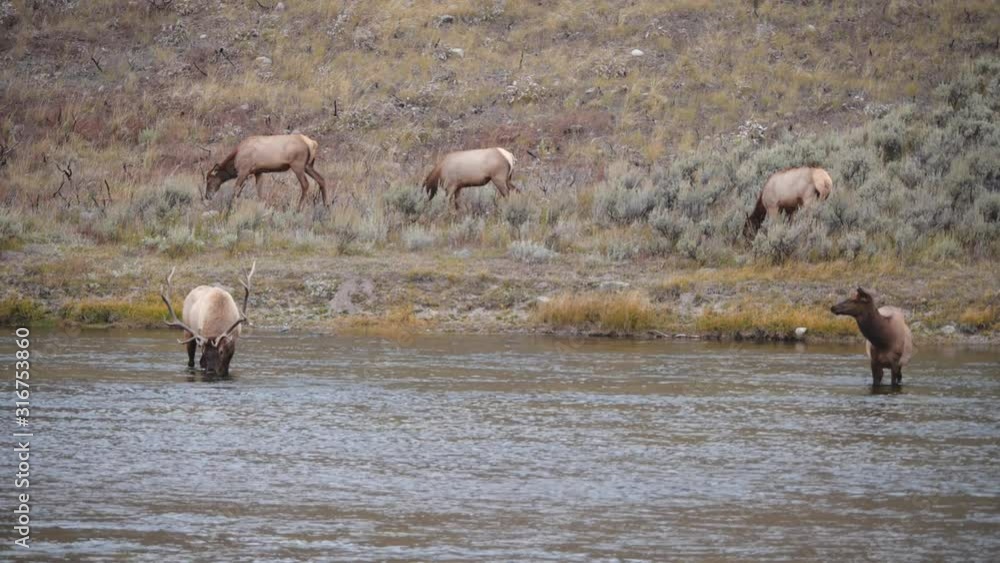 bull elk and herd of cows at the madison river in yellowstone national park in wyoming bull elk and herd of cows at the madison river in yellowstone national park in wyoming