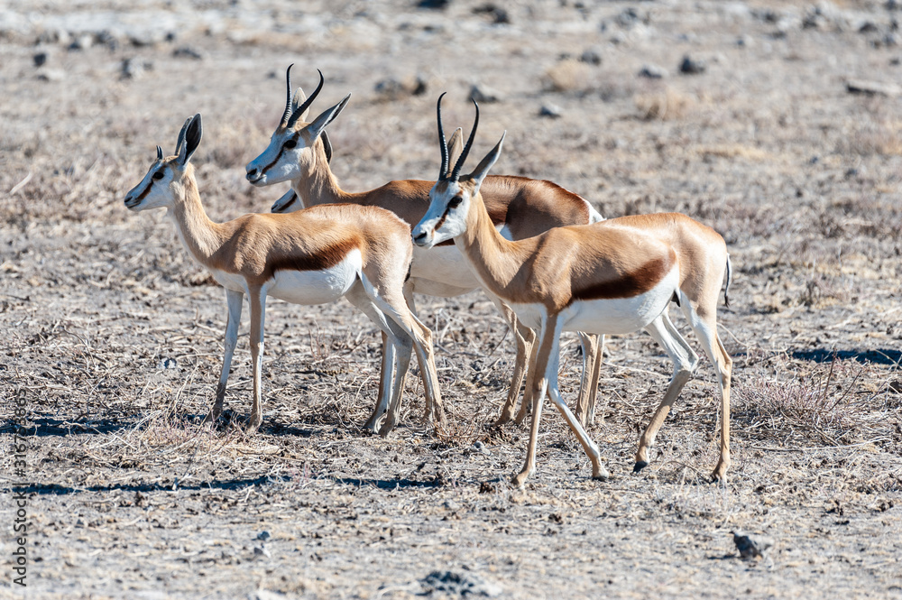 Closeup of a herd of Impalas - Aepyceros melampus- grazing on the plains of Etosha National Park, Namibia. Closeup of a herd of Impalas - Aepyceros melampus- grazing on the plains of Etosha National Park, Namibia.