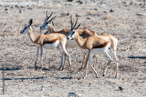 Closeup of a herd of Impalas - Aepyceros melampus- grazing on the plains of Etosha National Park, Namibia. © Goldilock Project