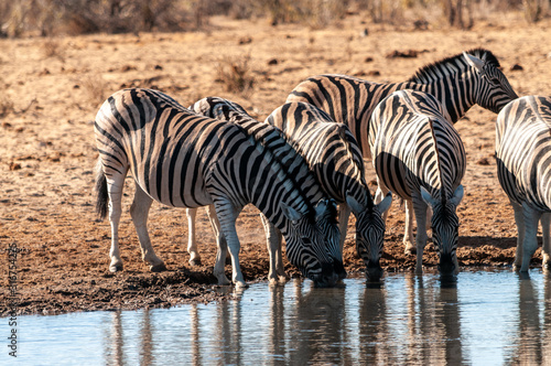 A group of Burchell s Plains zebra -Equus quagga burchelli- drinking from a waterhole in Etosha National Park  Namibia.