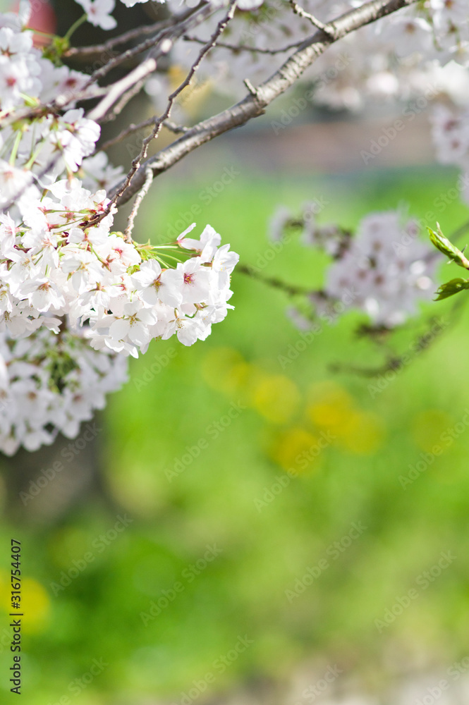 Scientific name is Cerasus ×yedoensis (Matsum.) Masam. & Suzuki ‘Somei-yoshino. Scientific name is Cerasus ×yedoensis (Matsum.) Masam. & Suzuki ‘Somei-yoshino.