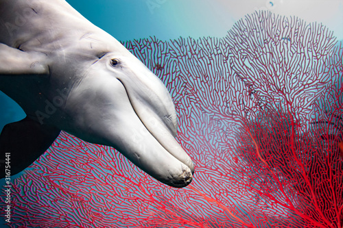 Tableau sur toile bottlenose dolphin underwater on reef red gorgonia close up look