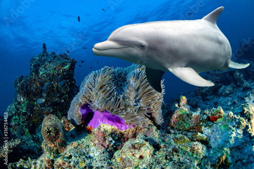 Stampa su tela bottlenose dolphin underwater on reef close up eye look