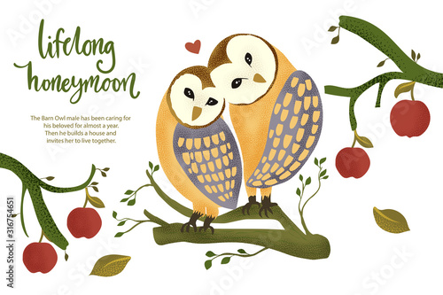 Happy valentine day vector textured barn owl animal card in a flat style with quote and real facts about love. Lifelong honeymoon romantic illustration.