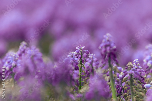 Pink bell-shaped flowers  muscari  hyacinth family. 