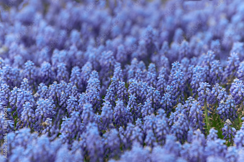 Blue bell-shaped flowers, muscari, hyacinth family. Panton 2020 deep blue Blue bell-shaped flowers, muscari, hyacinth family. Panton 2020 deep blue