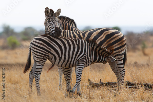 Zebra young drinking at mother in the Kruger National Park in South Africa