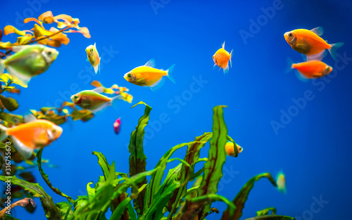 Freshwater aquarium with colorful fishes and water plants