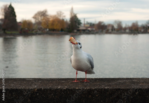 A gull eating rusk on the sea side. A gull can't eat a big slice of rusk
