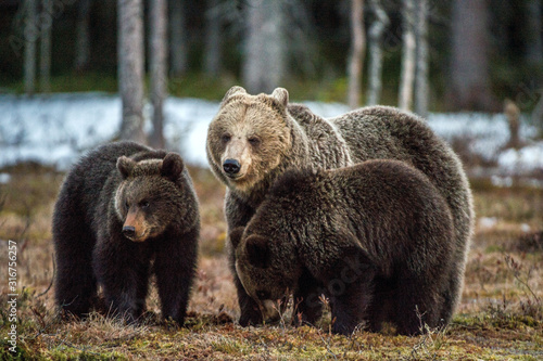 Wallpaper Mural Bear cubs and she-bear.  Brown bear (Ursus Arctos Arctos) in the spring forest. Natural habitat Torontodigital.ca