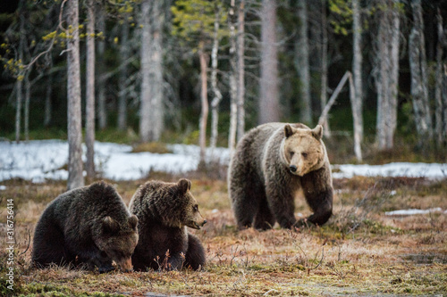 Bear cubs and she-bear.  Brown bear (Ursus Arctos Arctos) in the spring forest. Natural habitat