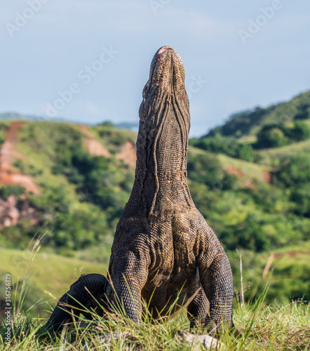 The Komodo dragon  Varanus komodoensis  raised the head with open mouth. It is the biggest living lizard in the world. Island Rinca. Indonesia. © Uryadnikov Sergey
