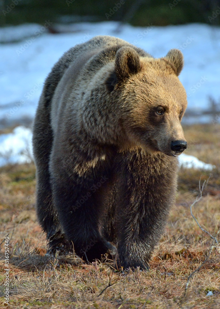 Brown Bear (Ursus arctos) male on the bog in spring forest. Natural habitat. Brown Bear (Ursus arctos) male on the bog in spring forest. Natural habitat.