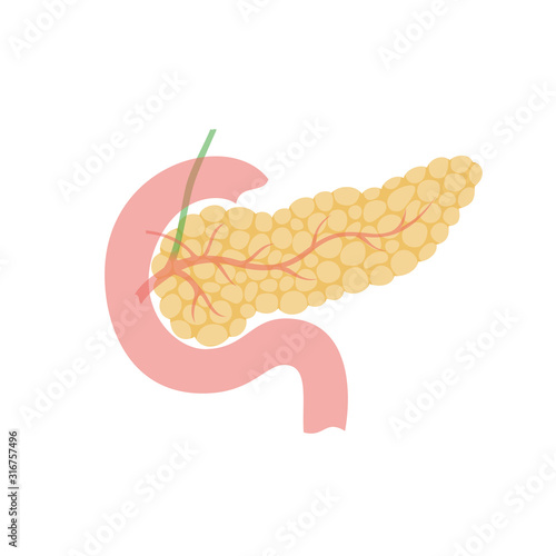 Vector isolated illustration of pancreas photo