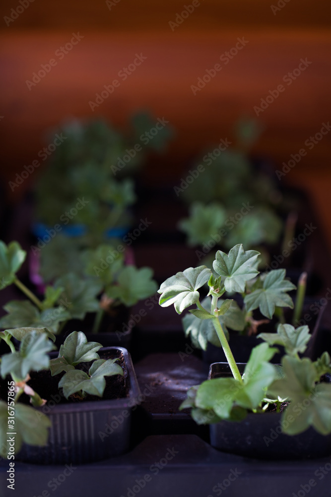 geranium seedlings growing in a home garden