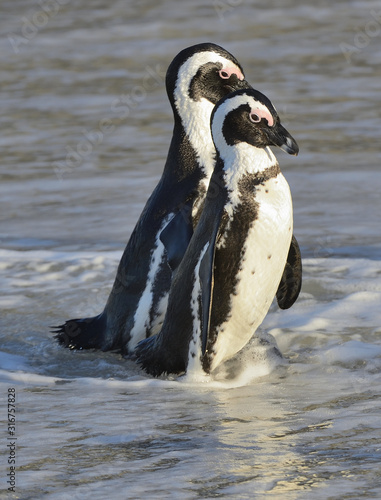 African penguins walk out of the ocean on the sandy beach. African penguin  also known as the jackass penguin and black-footed penguin. Sciencific name  Spheniscus demersus.