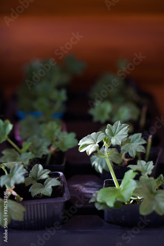 Obraz na płótnie geranium seedlings growing in a home garden w salonie