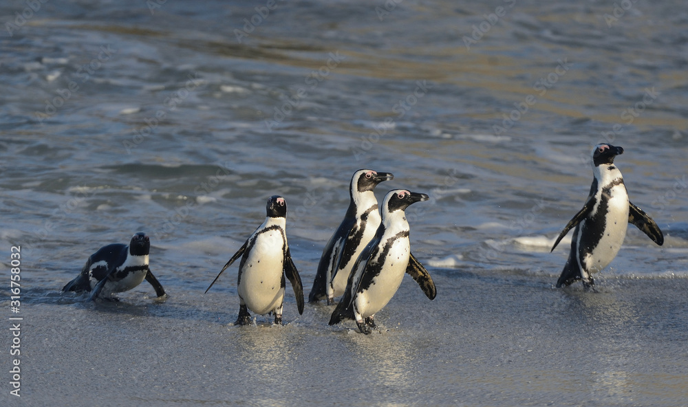 Naklejka premium African penguins walk out of the ocean on the sandy beach. African penguin also known as the jackass penguin and black-footed penguin. Sciencific name: Spheniscus demersus.