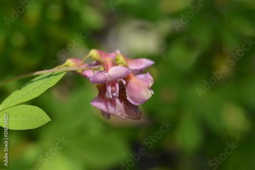 Papier peint Adams laburnum