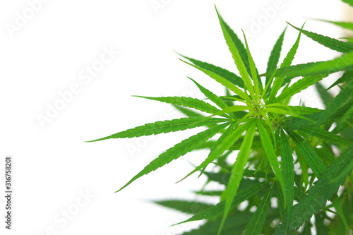 Young shoots of cannabis on white background. Green hemp leaf with copy space on white background.