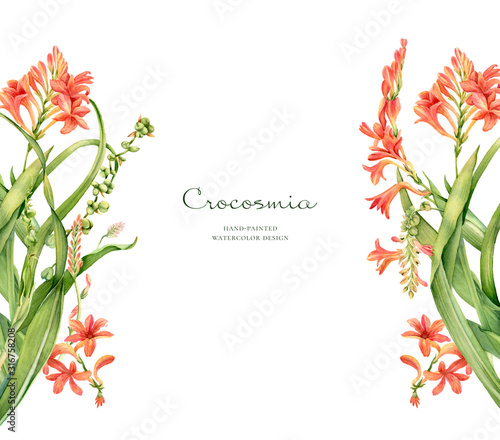 Watercolor floral banner. Colourful crocosmia flower isolated on white and place for text. Realistic botanical illustration for wedding design, cosmetics, advertising photo