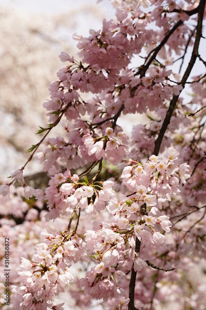 桜 桜