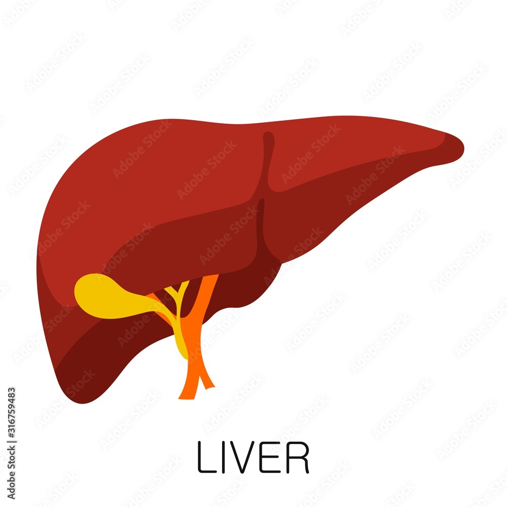 Liver icon in flat style isolated on white background. Human anatomy medical organ vector illustration Liver icon in flat style isolated on white background. Human anatomy medical organ vector illustration