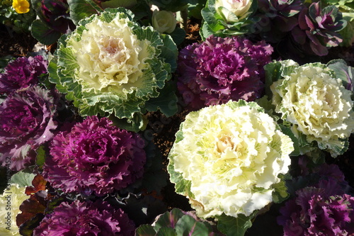 冬のカラフルな葉牡丹