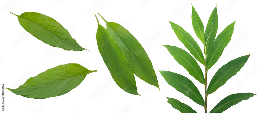 Fototapeta premium Tropical Turmeric leaves isolated on white background