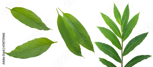 Tropical Turmeric leaves isolated on white background