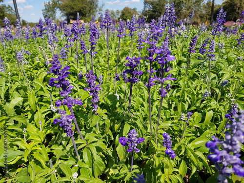 the purple flower in the garden.