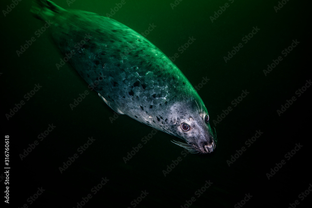 Gray seal swimming underwater at Bonaventure Island in Canada Gray seal swimming underwater at Bonaventure Island in Canada