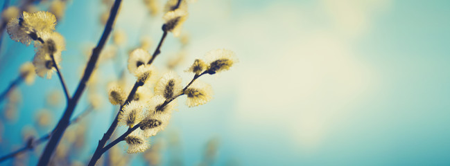 Blooming fluffy willow branches in spring close-up on nature macro with soft focus on turquoise blue background sky. Vintage muted tones, copy space, ultra-wide format.