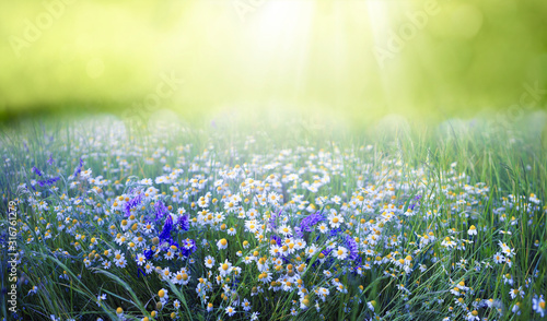 Beautiful field meadow flowers chamomile and violet wild bells in morning green grass in sunlight, natural landscape, close-up. Delightful pastoral airy fresh artistic image nature.